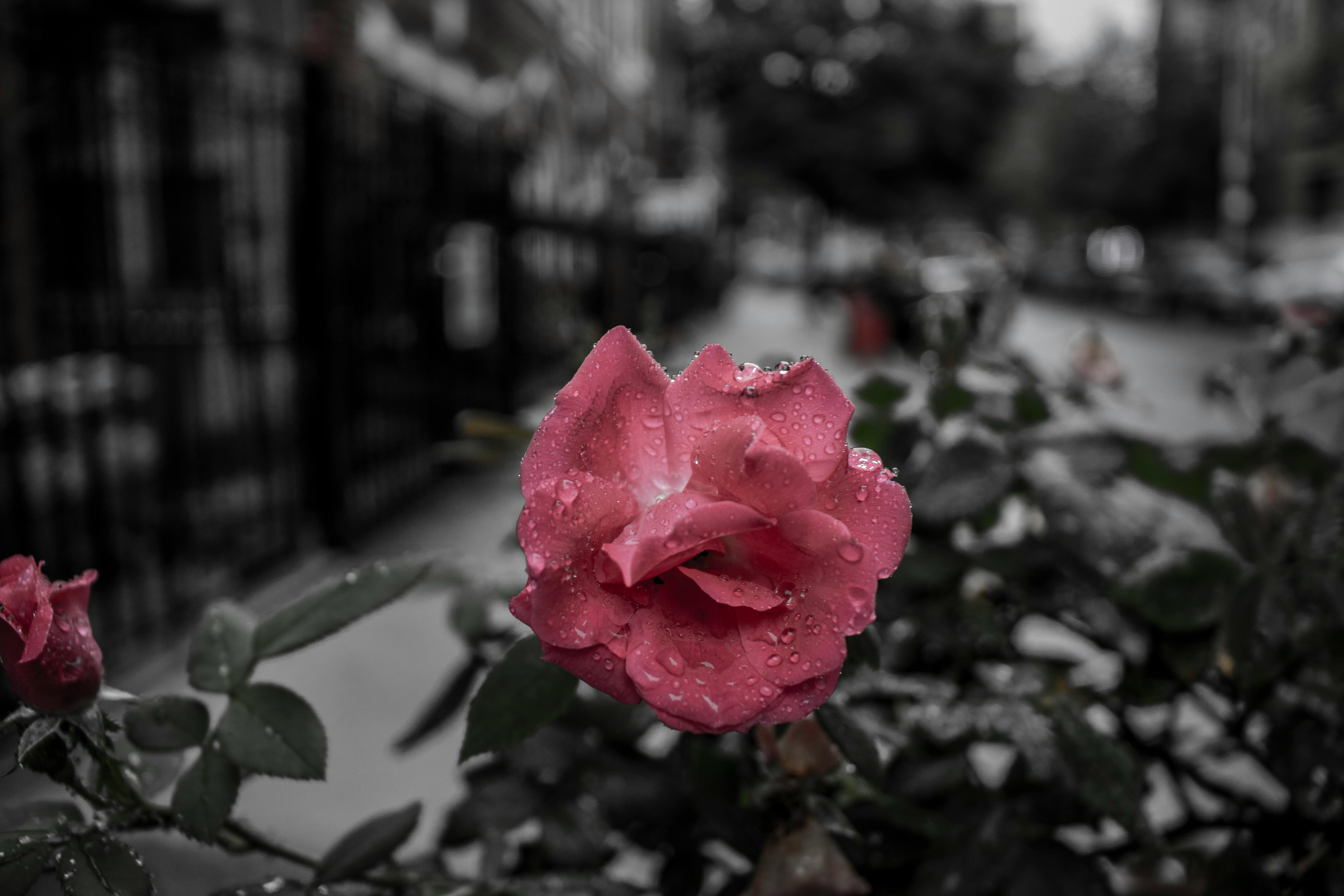 Free stock photo of artificial flowers, beautiful flowers, black and white