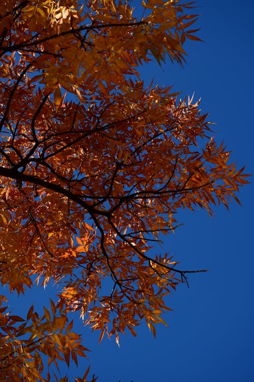 Foto profissional grátis de árvore, céu azul, declínio