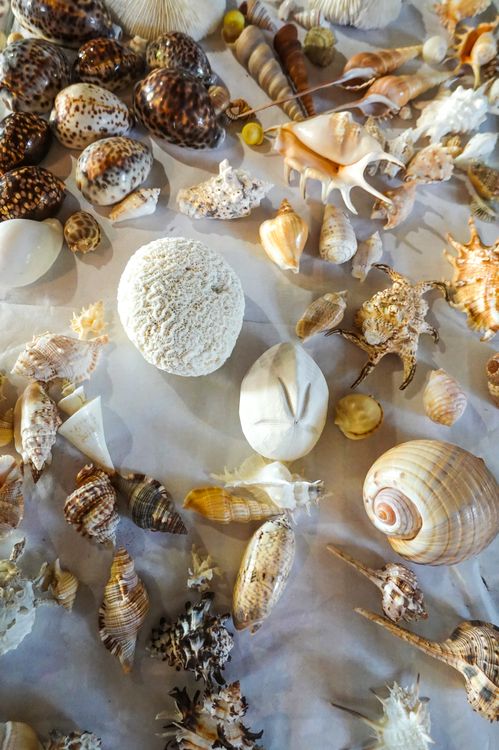 Shells Rich In Abundance of Shells · Free Stock Photo
