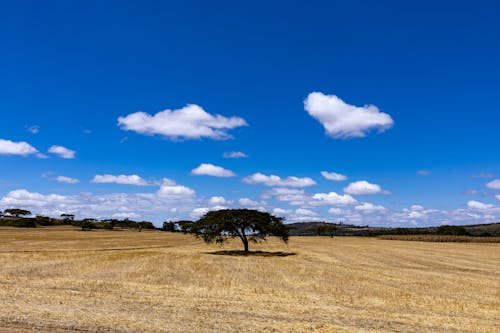 Kostnadsfria Kostnadsfri bild av blå himmel, fält, grässlätt Stock foto