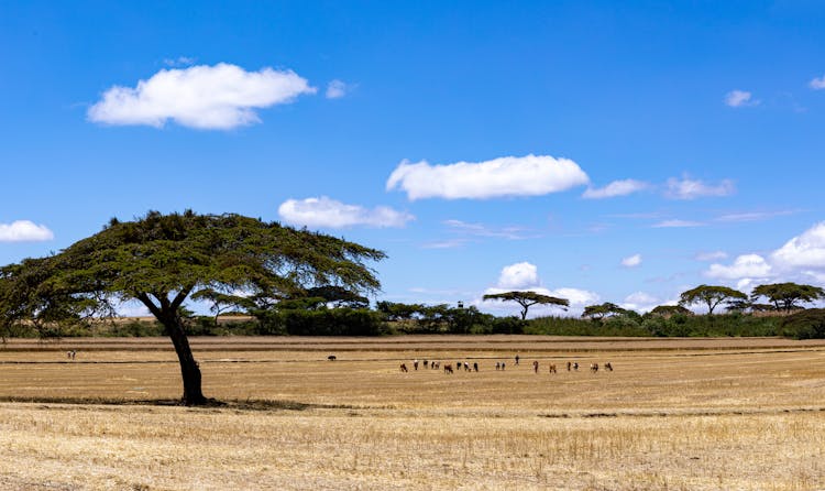 Herd Of Cattle On Open Plains In Countryside