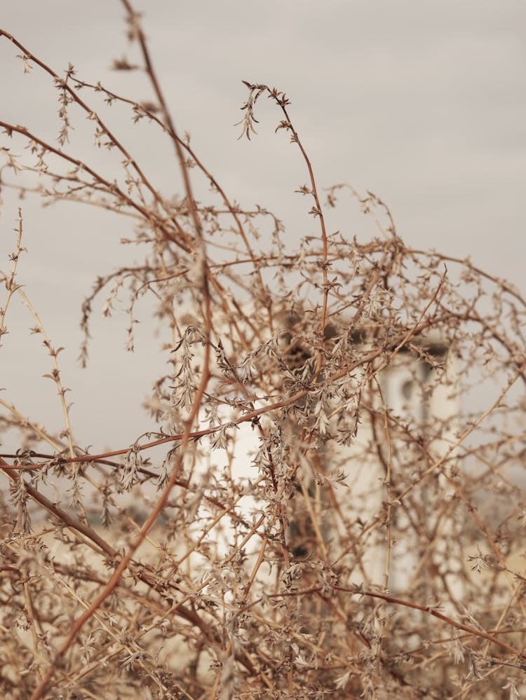 Dry Tree Branch