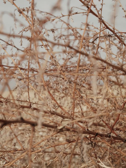 Close-up of Dry Branches 