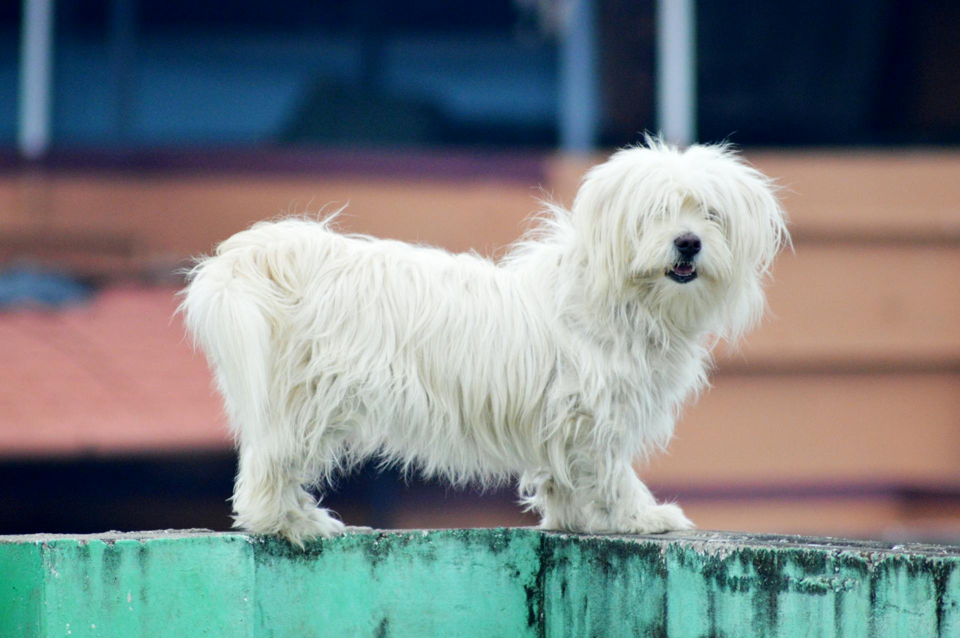 A White Long Coat Small Dog on Concrete Pavement