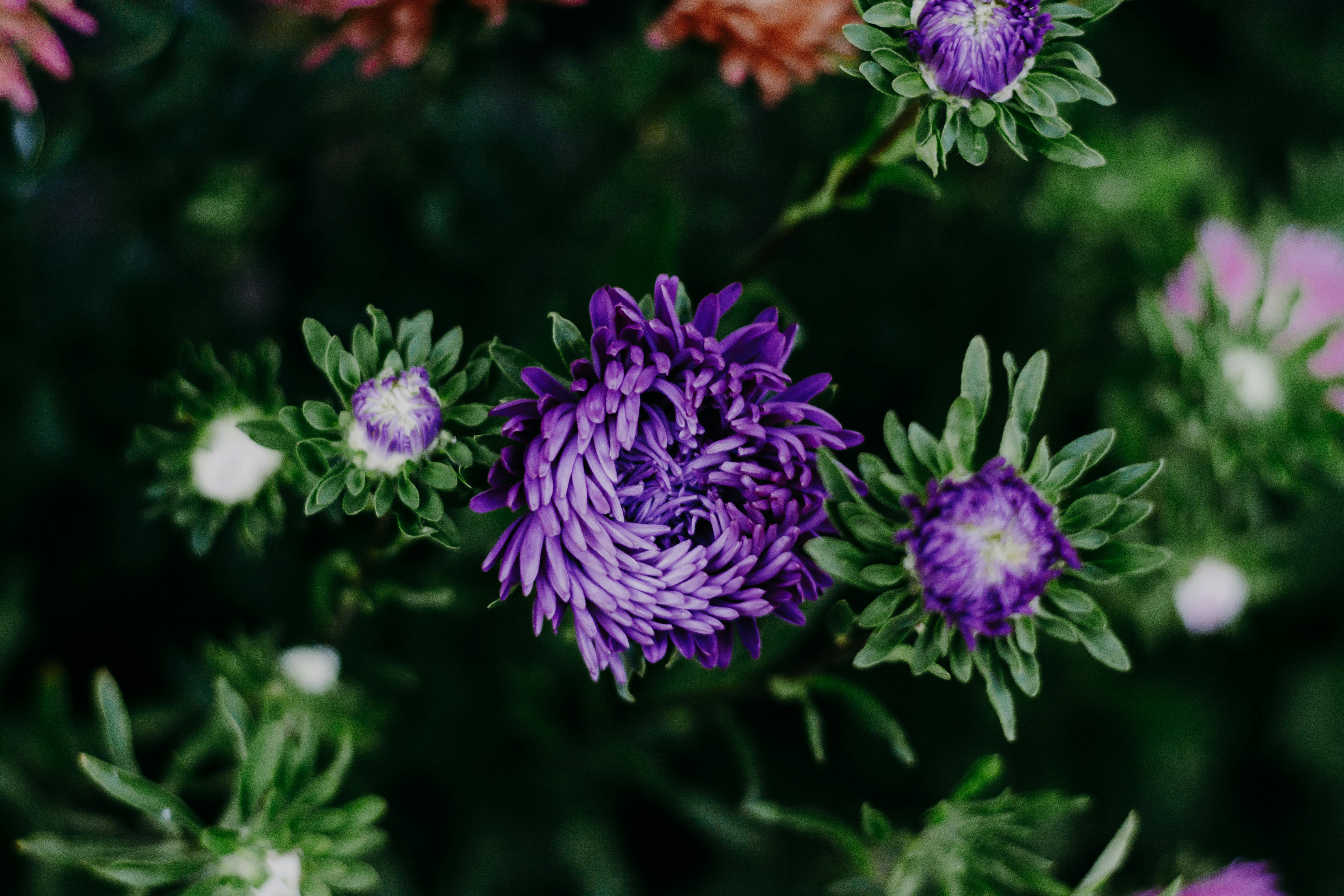 Purple Chrysanthemums Closeup Photography · Free Stock Photo