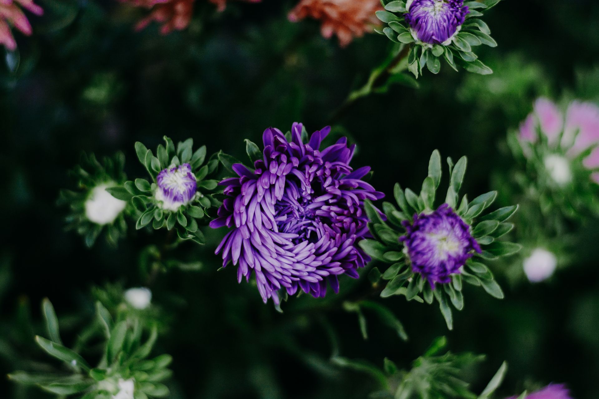 Close-up of vibrant purple aster flowers with lush green leaves.