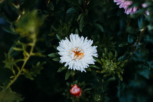無料 白とピンクの花びらの花 写真素材