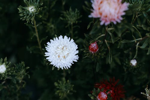 White and Pink Chrysanthemums Closeup Photography