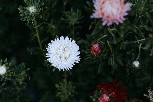 Vibrant close-up of white and red asters in full bloom, showcasing natural beauty.