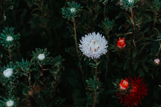 郁郁葱葱的室外花园里，色彩缤纷的紫菀花绽放，展现了自然之美