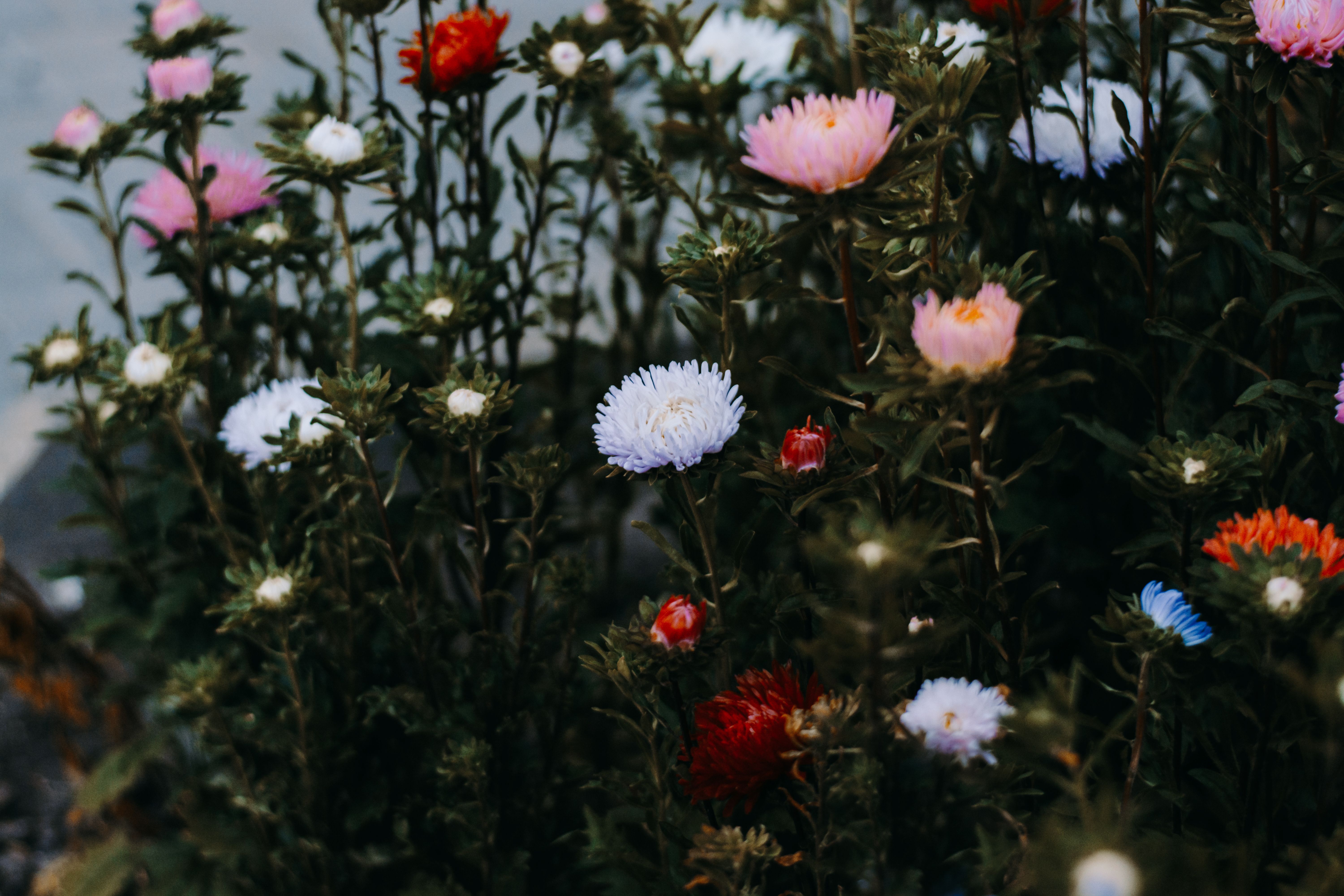 [ColoSach]-vibrant-wildflowers-with-colorful-blooms-create-a-stunning-floral-display-in-an-outdoor-garden.