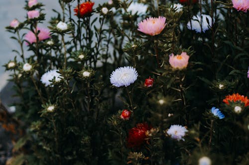 七彩花朵的选择性聚焦摄影