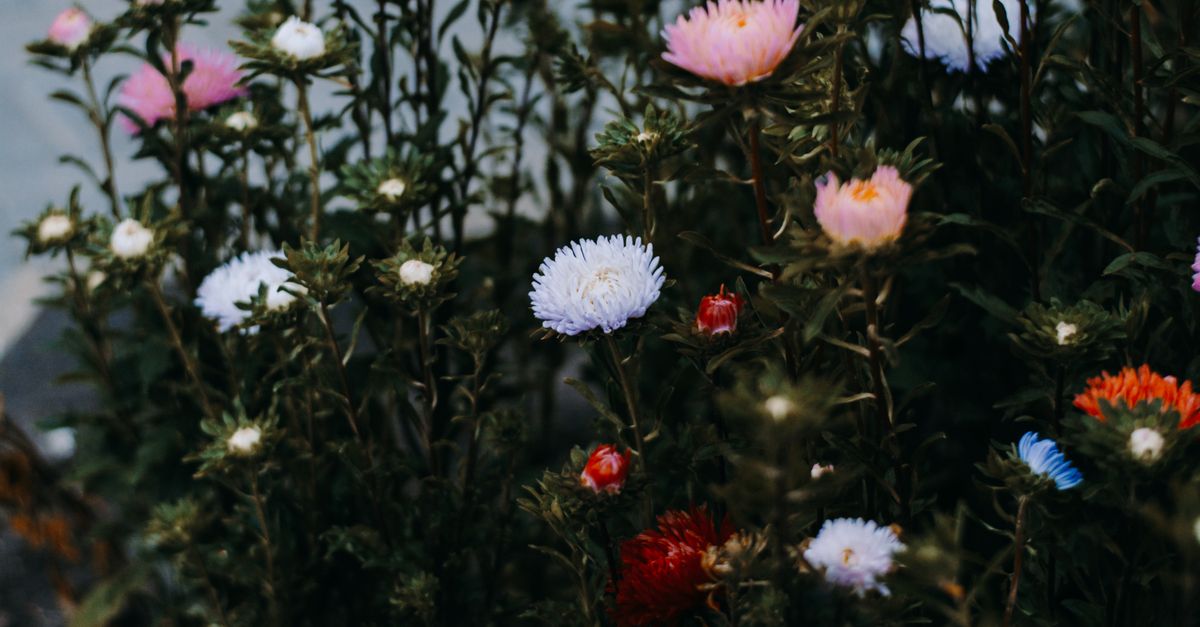 Les différences entre les variétés de fleurs CBD pur : Guide complet