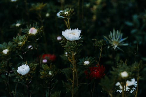 Kostnadsfri bild av anläggning, blommor, blomning