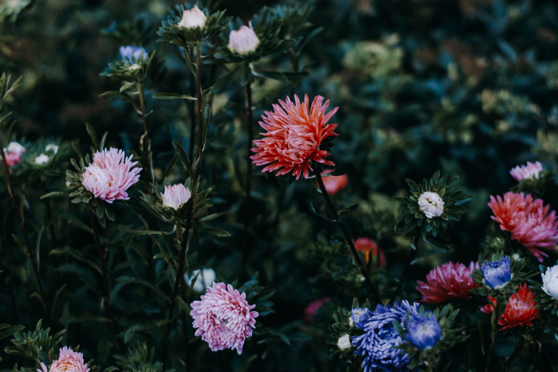 Bed of Flowers Photo