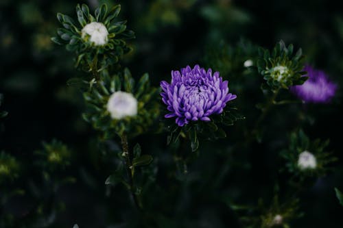 クローズアップ写真の紫色の菊の花