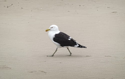 White and Black Bird on Brown Sand