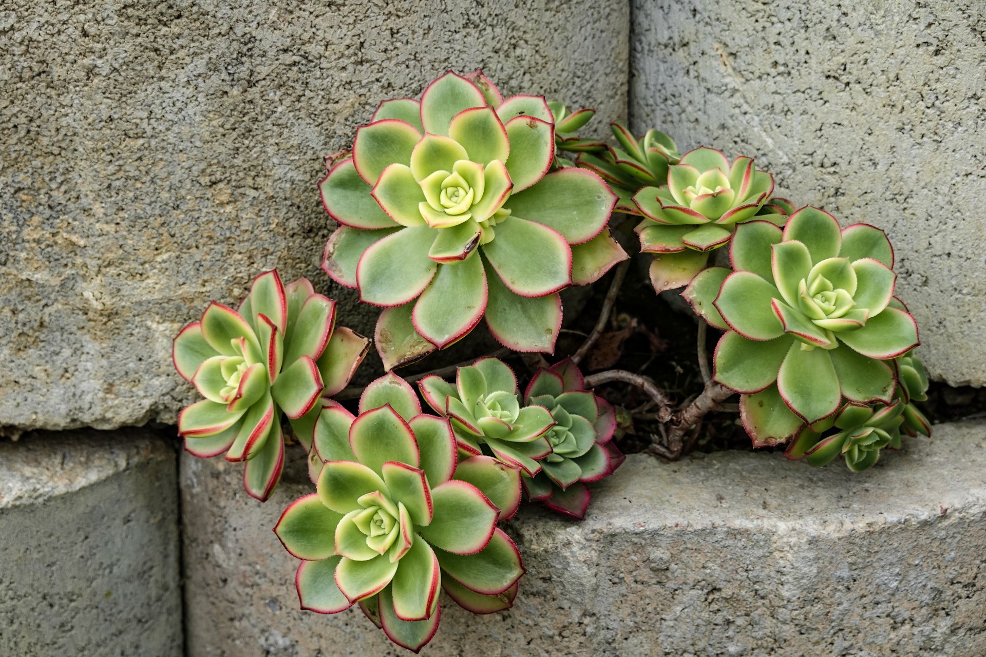Close-up of vibrant Aeonium Haworthii succulents with red-edged leaves growing on a stone wall.