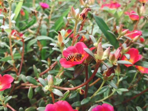 Gratis lagerfoto af bi, naturfotografering, smukke blomster