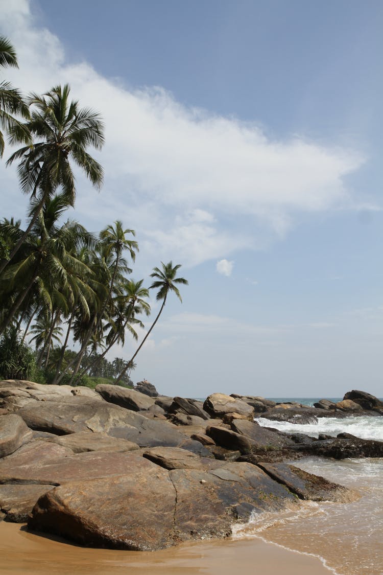 Palms On A Sunny Beach