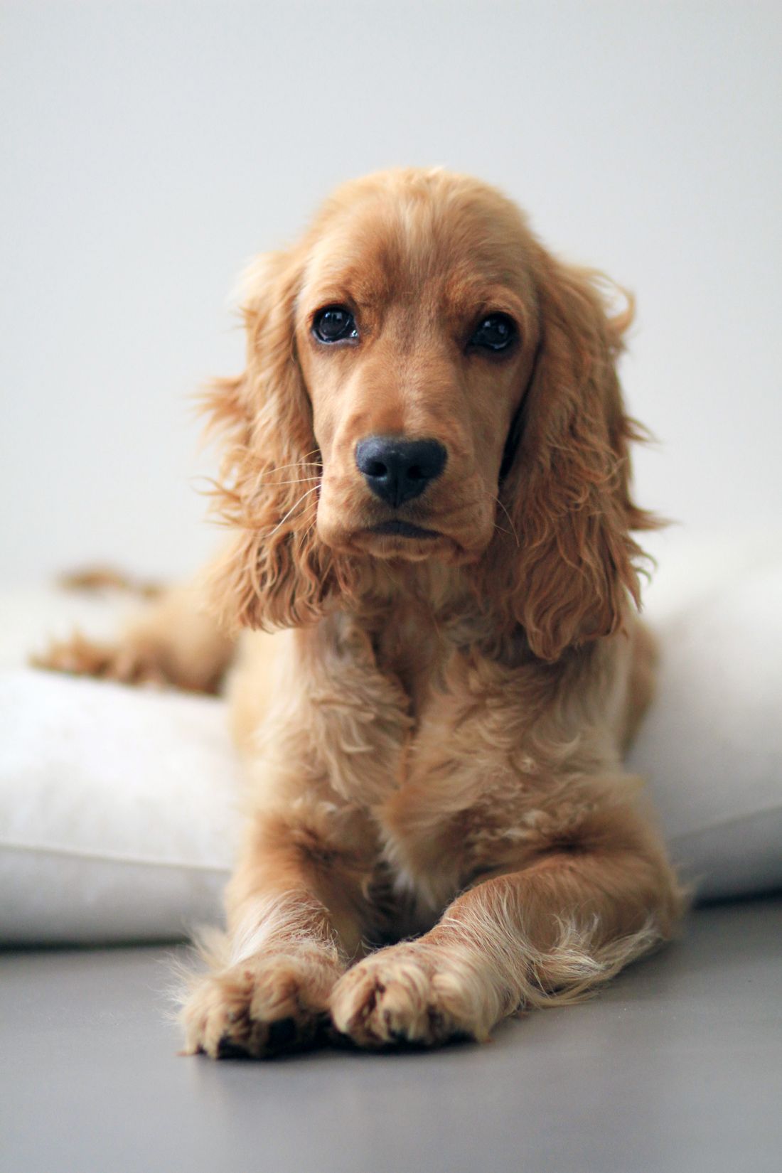 English Cocker Spaniel resting indoors with long silky ears and medium body coat