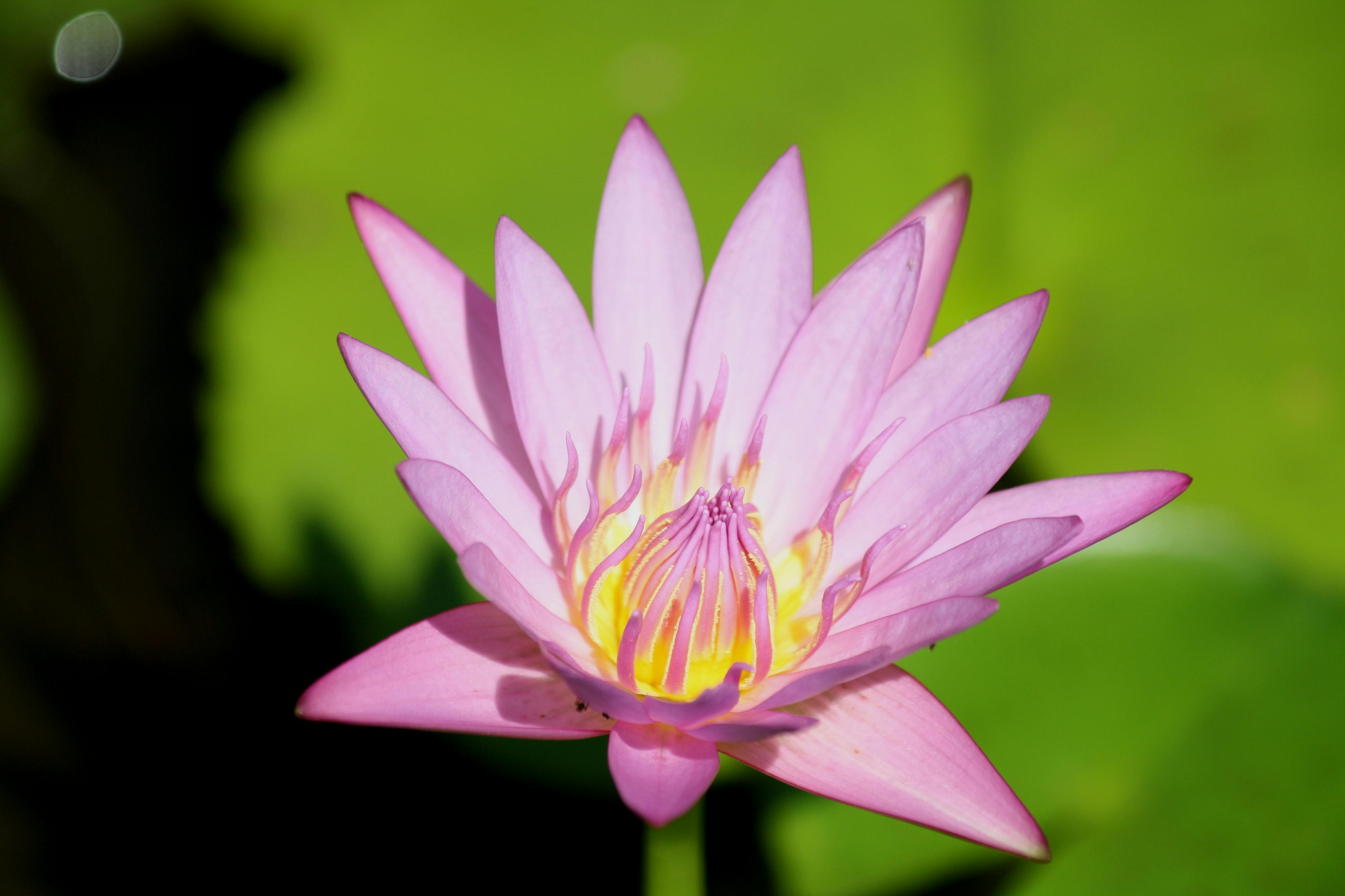 Download Gambar Bunga Lotus  GAMBAR  BUNGA 