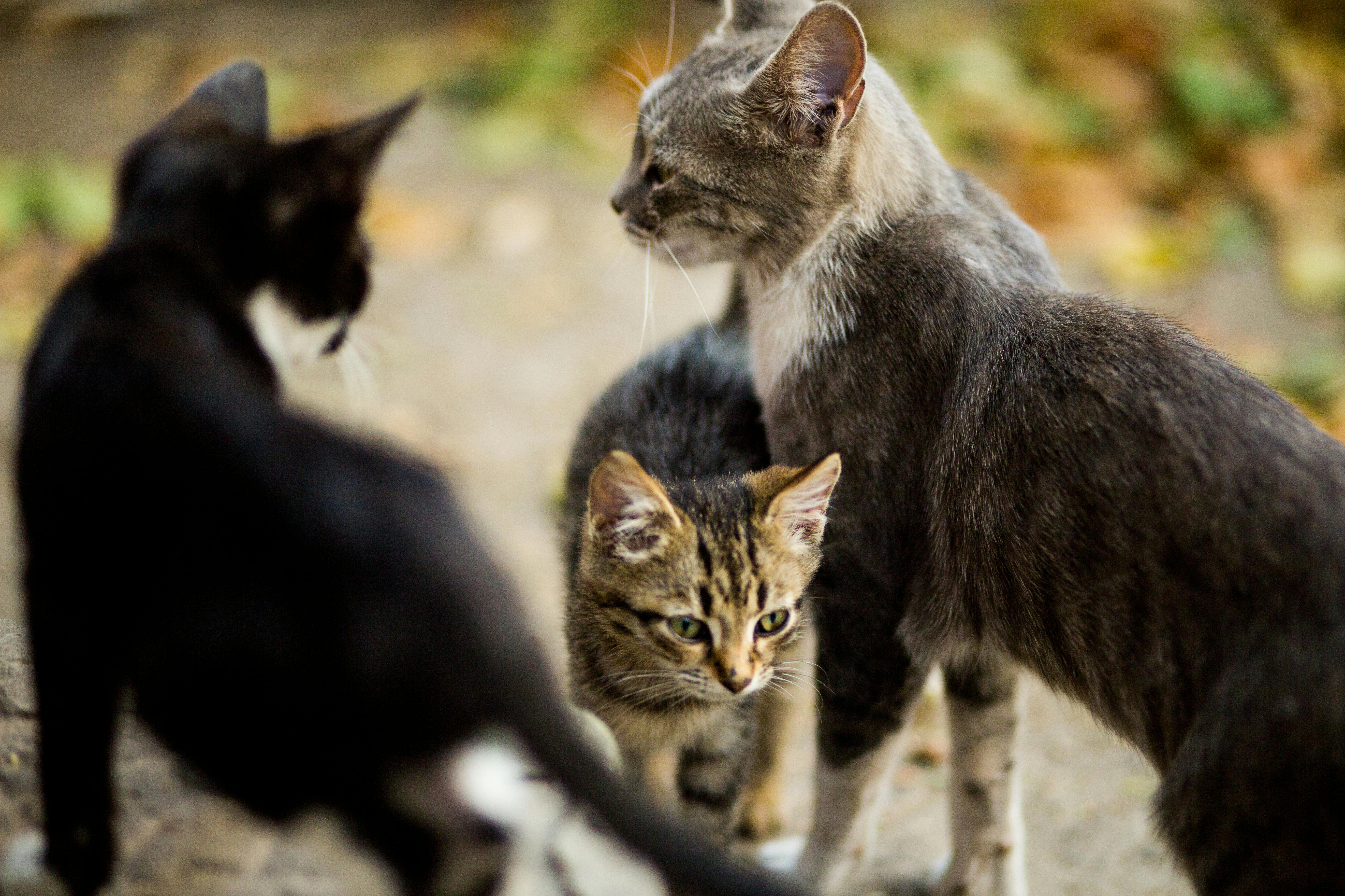 Free stock photo of cats, female cat, grey cat