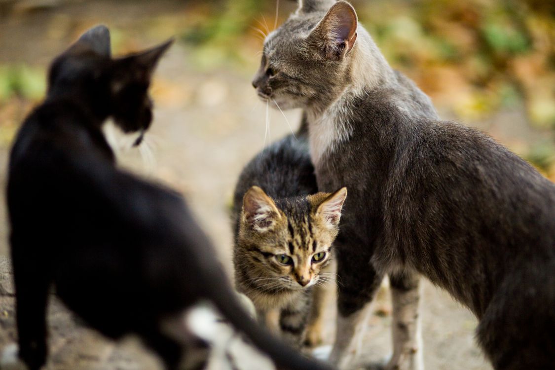 Foto Gratuita Di Amore Gatta Gatti Foto Gratuita Di Amore Gatta Gatti
