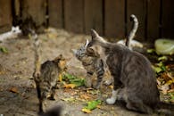 在乡村户外，三只虎斑小猫顽皮地互动着