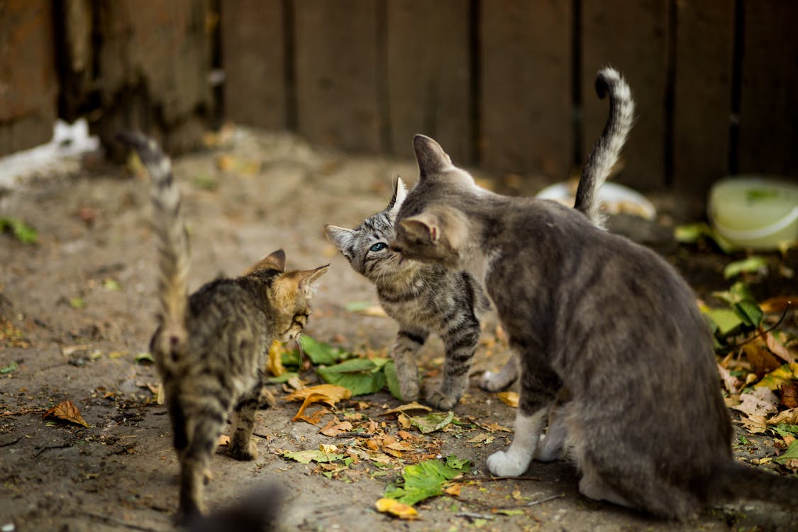 Three Silver Cats
