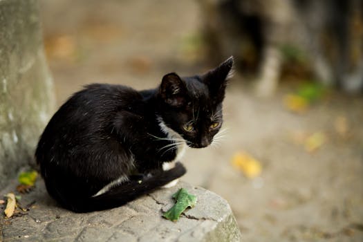 Cute black kitten captured outdoors against a soft background, showcasing its delicate features and curious expression.