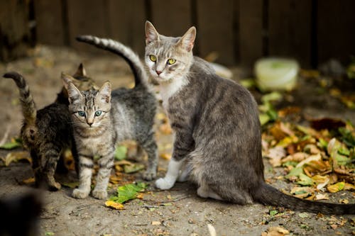 은색 줄무늬 고양이와 새끼 고양이의 선택적 초점 사진
