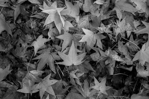 Grayscale Photo of Maple Leaves