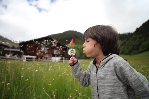 Free Boy Holding Dandelion Blowing Near Green Grass Field Stock Photo