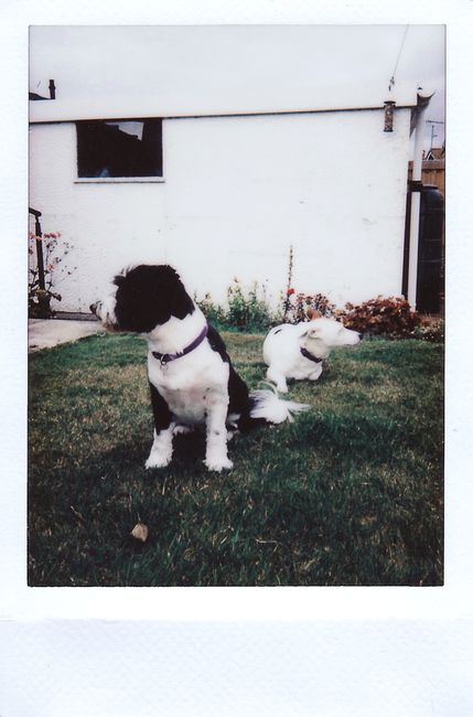 Two playful dogs relaxing in a sunny backyard, captured on instant film.