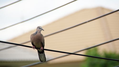 Imagine de stoc gratuită din porumbel, Thailanda, turturea