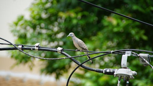 タイ, 鳩の無料の写真素材