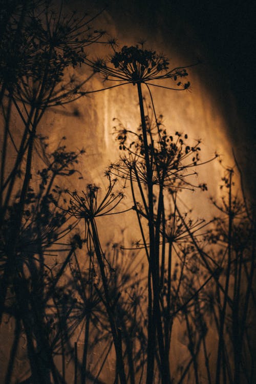 Silhouette of  Flowers in Close Up Shot