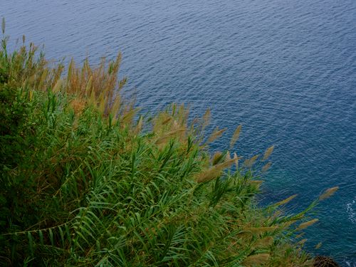 Free Vibrant green grasses sway on a cliff edge above the deep blue ocean on a clear day. Stock Photo