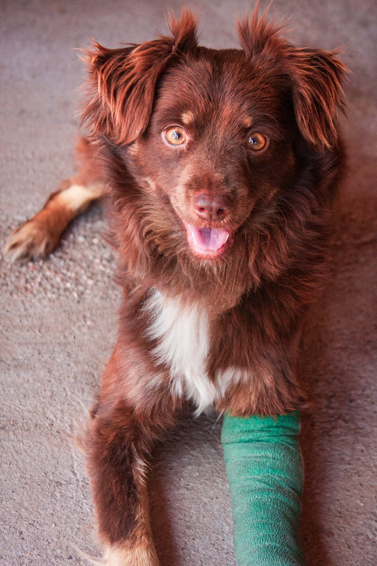 Cute Dog With Broken Leg