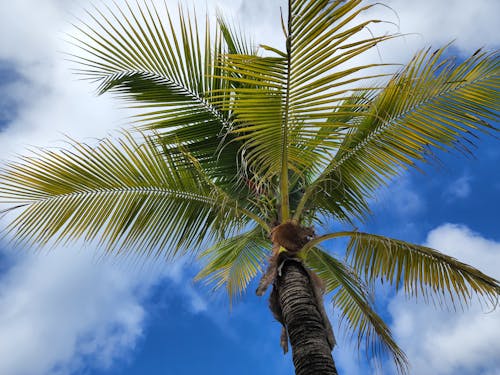 Low Angle Shot of a Coconut Tree Under Blue Sky with White Clouds