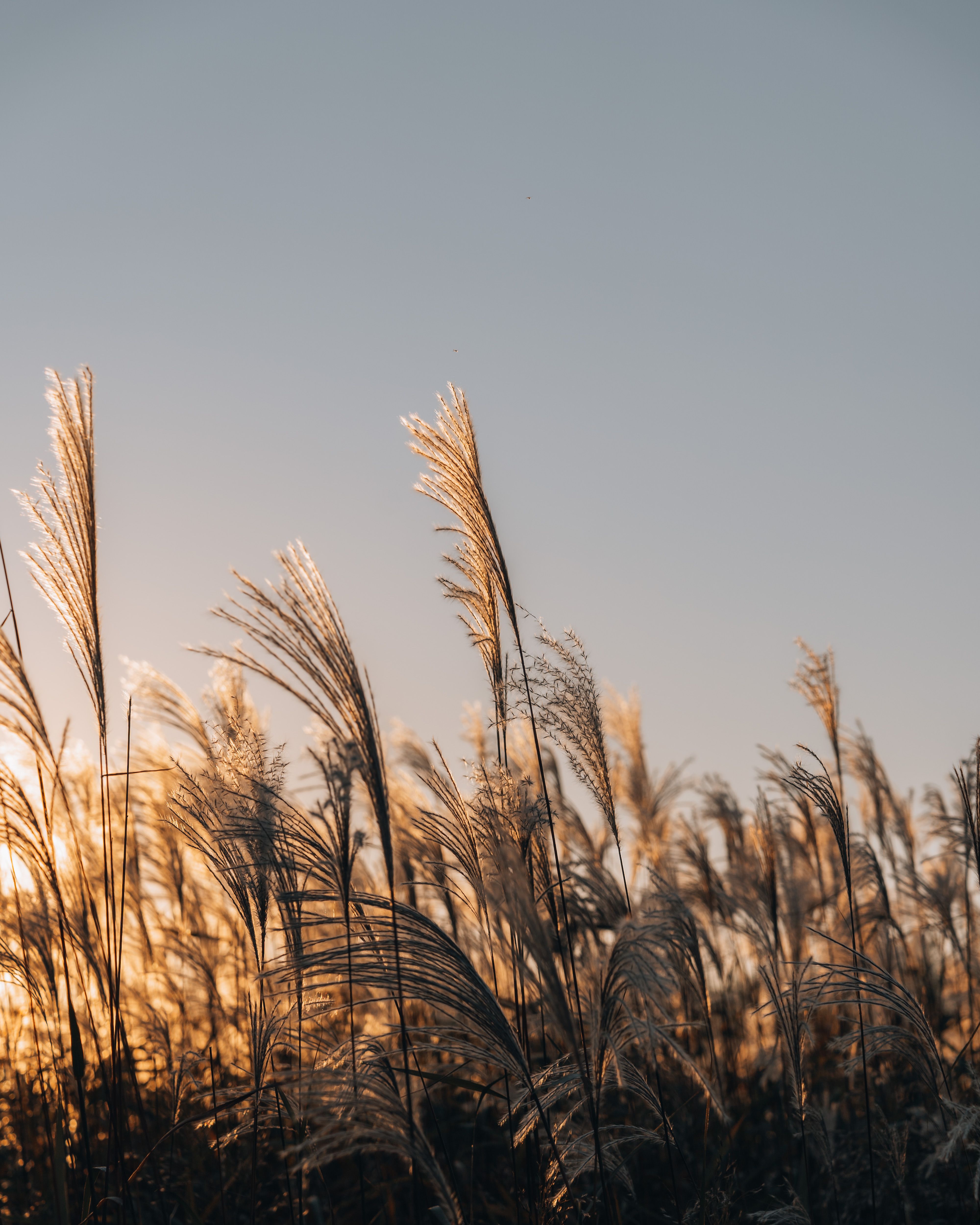 Thin Rushes on Grassland · Free Stock Photo