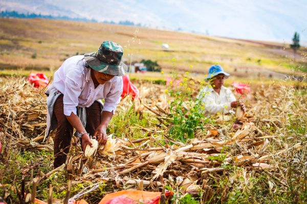 Farmers harvesting a bumper corn crop