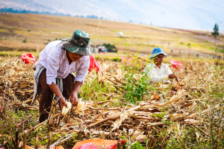 Agricultural Landscape And Farmers Harvesting Corn