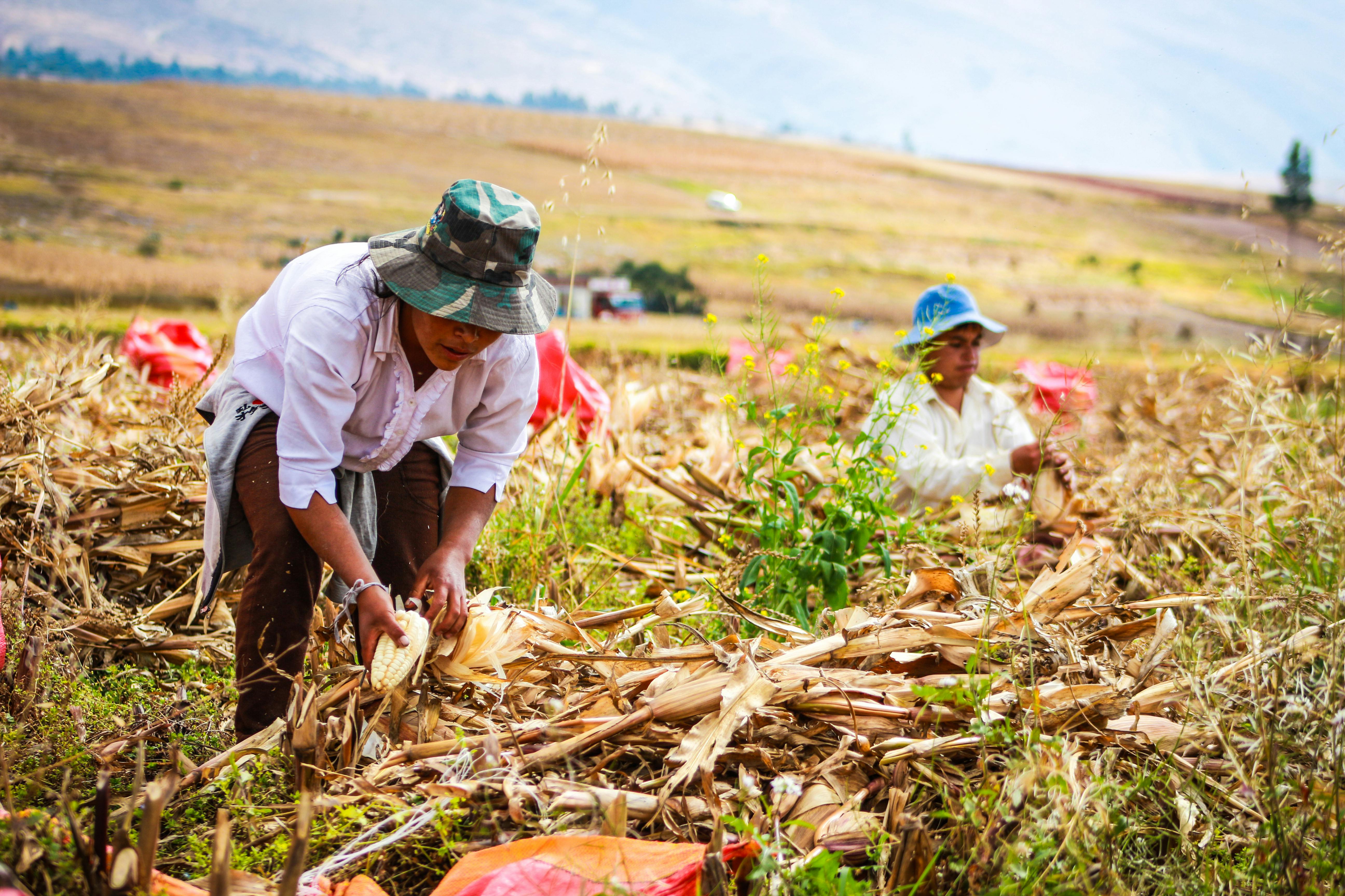 64+ Thousand Corn Husk Royalty-Free Images, Stock Photos