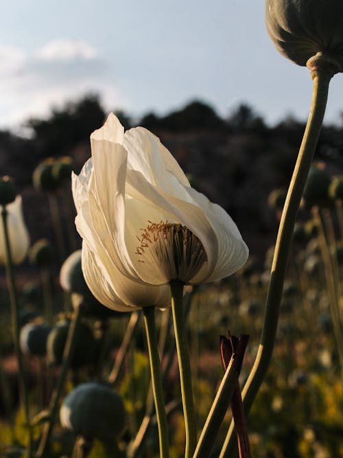 Free Closeup of a White Poppy in Meadow Stock Photo