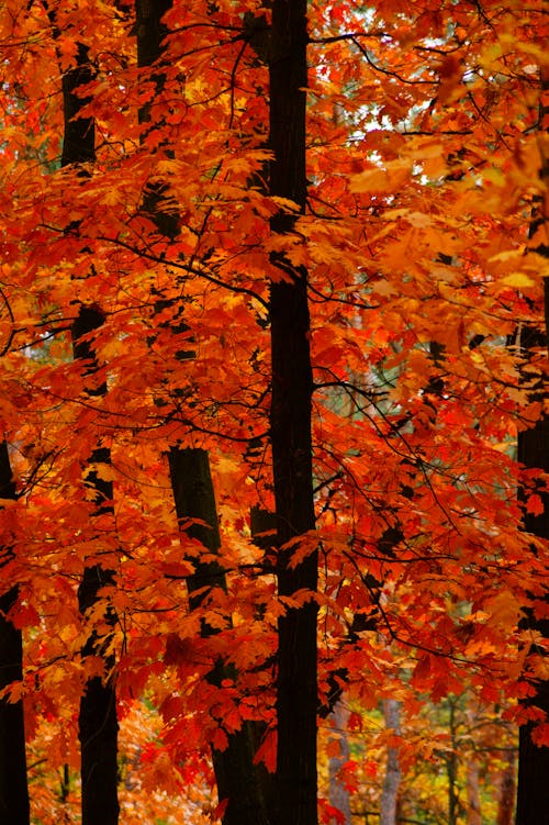Fotobanka s bezplatnými fotkami na tému javor, jeseň, oranžové listy