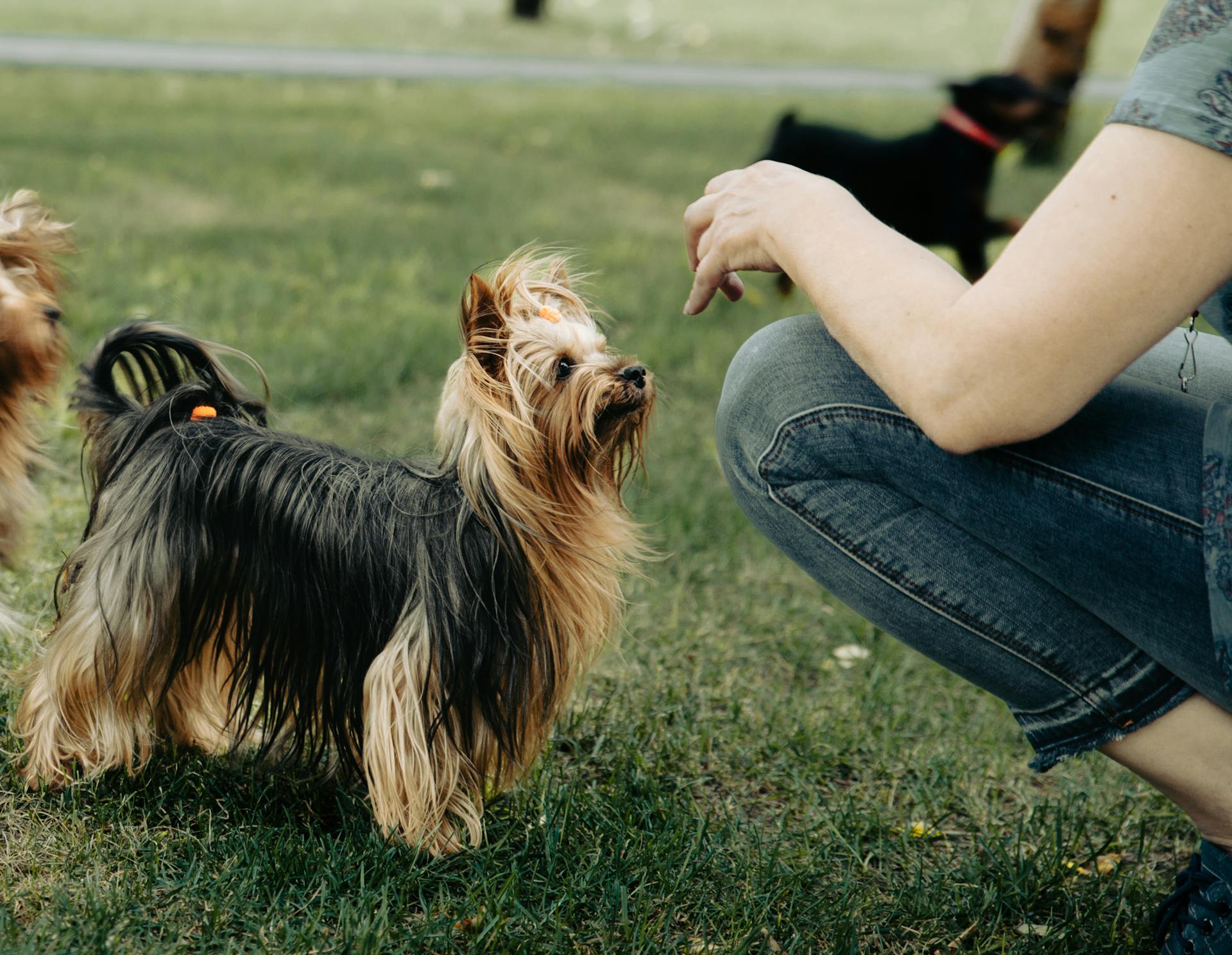 Une personne près d'un terrier australien