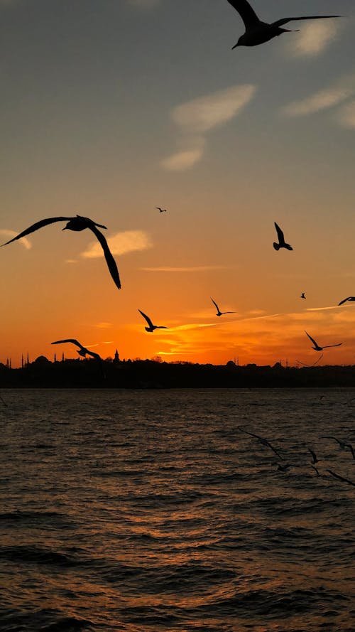 Photos gratuites de ciel, coucher de soleil, doré