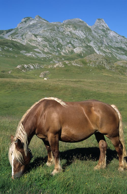 Δωρεάν στοκ φωτογραφιών με βραχώδες βουνό, βρετονικό άλογο, κατακόρυφη λήψη
